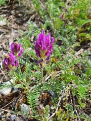 Astragalus onobrychis