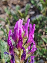 Astragalus onobrychis