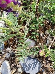 Astragalus onobrychis