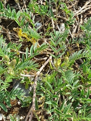 Astragalus onobrychis