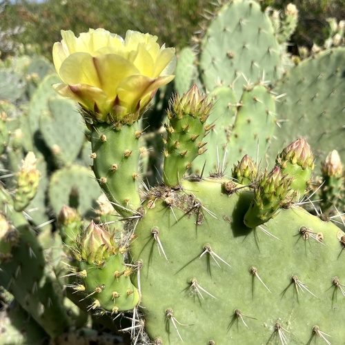 iNaturalist observation photo of Coastal Pricklypear