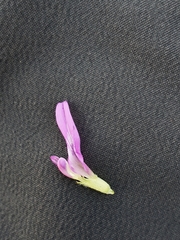 Astragalus onobrychis