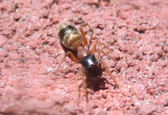 Myrmarachne formosicola