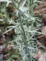 Centaurea vallesiaca