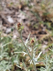 Centaurea vallesiaca
