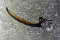 Dynastes septentrionalis