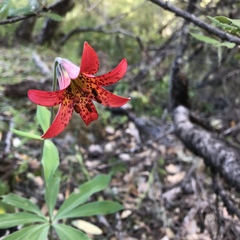Lilium bolanderi