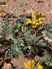 Hoffmannseggia repens