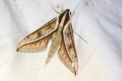 Xylophanes acrus