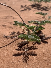 Hoffmannseggia repens