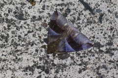 Dysgonia purpurata
