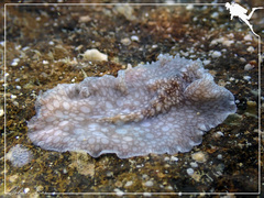 Pericelis