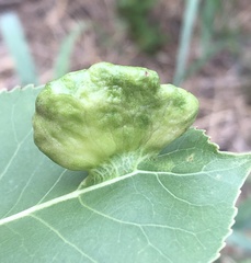 Pemphigus longicornis