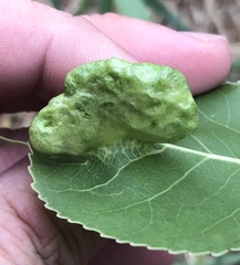 Pemphigus longicornis