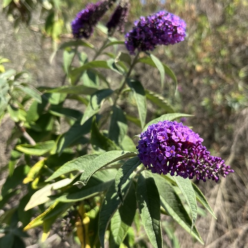 iNaturalist observation photo of Butterfly bush