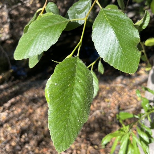 iNaturalist observation photo of white alder