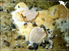 Pseudoceros heronensis