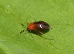 Rhinocapsus rubricans