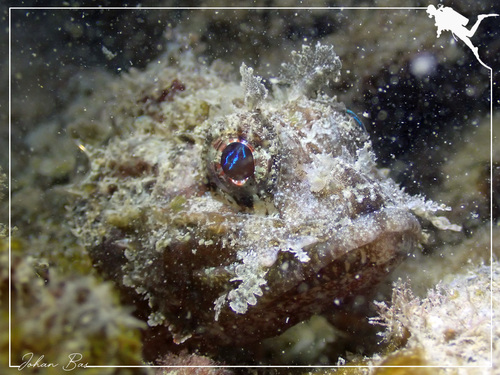 Sebastapistes strongia observed 2022-05-22