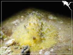 Sclerodoris apiculata