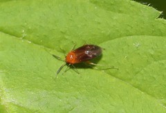 Rhinocapsus rubricans