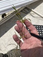 Juncus repens