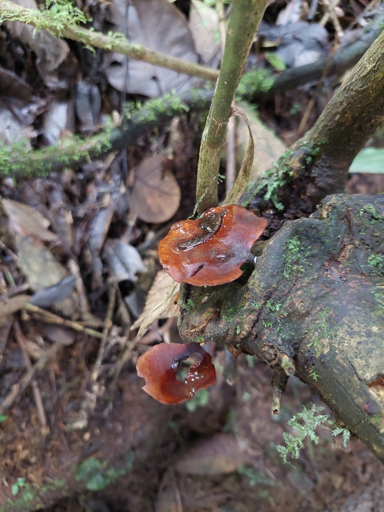 Picipes badius · May 2022 · photo: © danielmesa1 (iNaturalist, cc-by)
