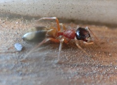 Myrmarachne formosicola