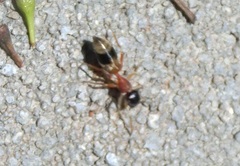 Myrmarachne formosicola