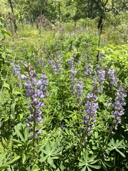 Lupinus perennis