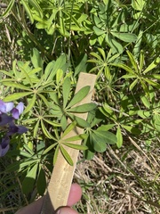 Lupinus perennis