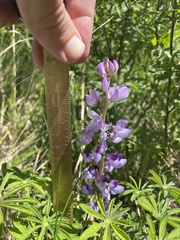 Lupinus perennis
