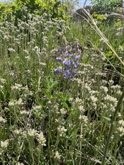 Lupinus perennis