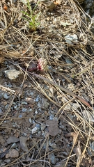 Allium obtusum obtusum