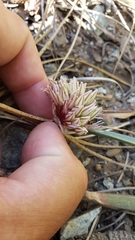 Allium obtusum obtusum