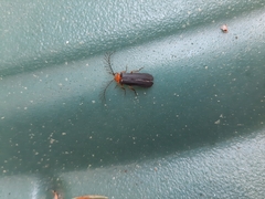 Pterotus obscuripennis