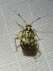 Taedia virgulata