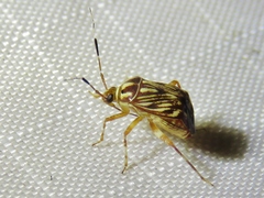 Taedia virgulata