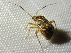Taedia virgulata