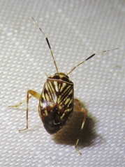Taedia virgulata