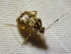 Taedia virgulata