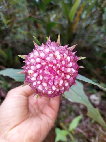 Image of Elleanthus capitatus by (c) Daniel Mesa, some rights reserved (CC BY)