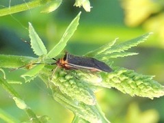 Adelphocoris rapidus