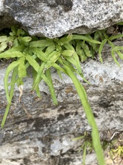 Pteris multifida