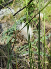 Takhtajaniantha austriaca