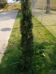Cupressus