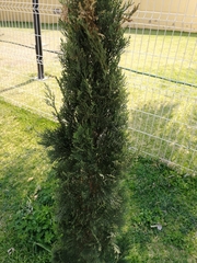 Cupressus