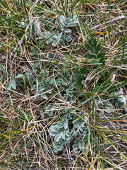 Potentilla effusa