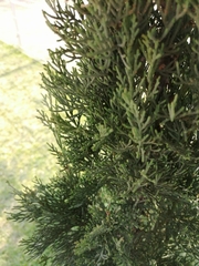 Cupressus