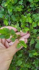 Vaccinium shastense ssp. nevadense